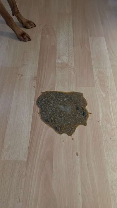 Hund erbricht ohne ersichtlichen Grund-Beitrag-Bild