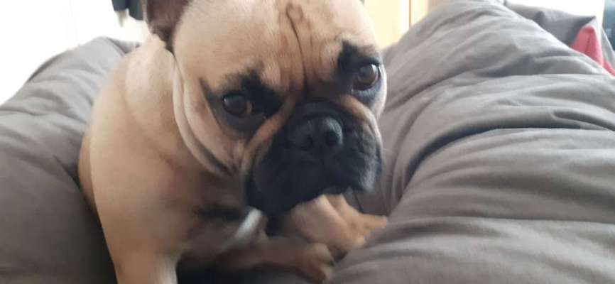 Französische Bulldoggen-Beitrag-Bild