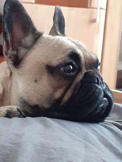 Französische Bulldoggen-Beitrag-Bild