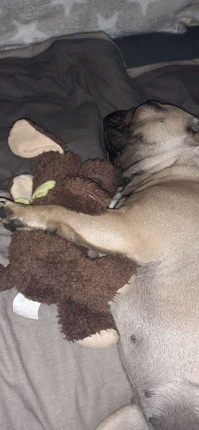 Französische Bulldoggen-Beitrag-Bild