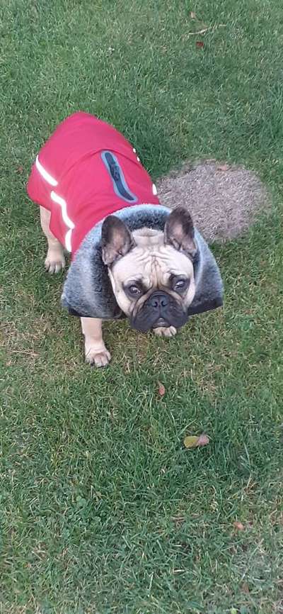 Französische Bulldoggen-Beitrag-Bild