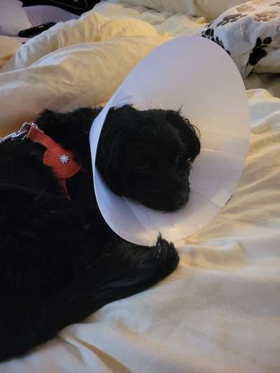 Probleme mit Halskrause-Beitrag-Bild