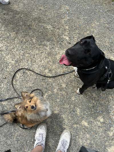 Hundetreffen-Gemeinsames spazieren gehen/ trainieren/spielen-Bild
