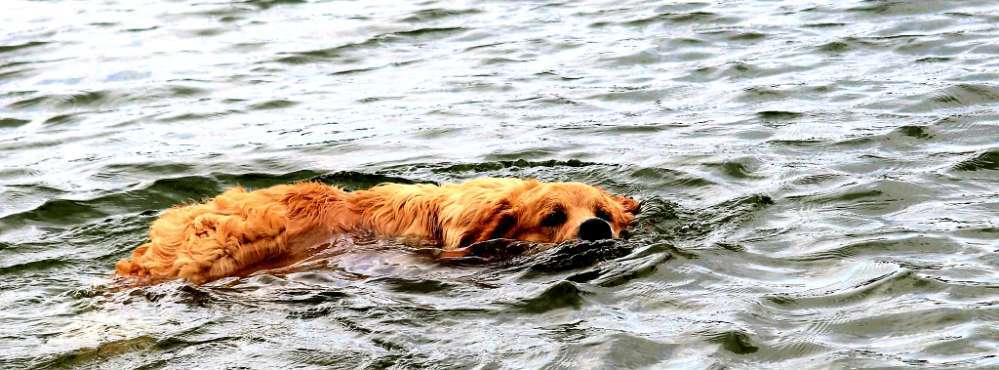 Golden Retriever-Beitrag-Bild