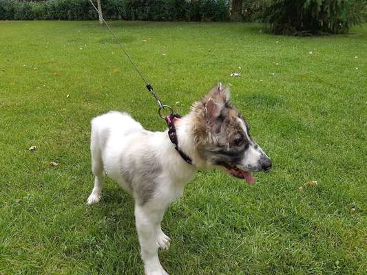 Welpen Bilder !-Beitrag-Bild