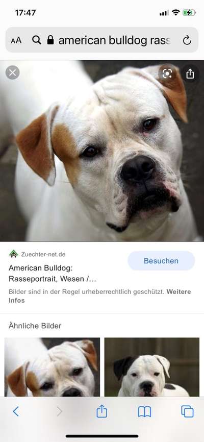 Brachycephale Hunderassen-Beitrag-Bild