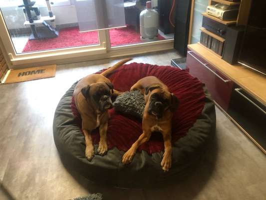 Mehrere Hunde zuhause !-Beitrag-Bild