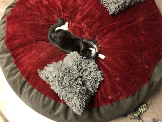 Mehrere Hunde zuhause !-Beitrag-Bild