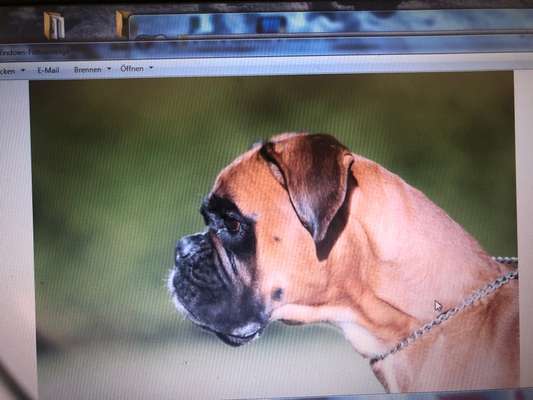 Brachycephale Hunderassen-Beitrag-Bild