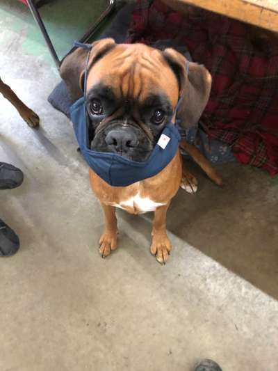 Boxer ???-Beitrag-Bild