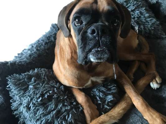 Deutsche Boxer-Beitrag-Bild