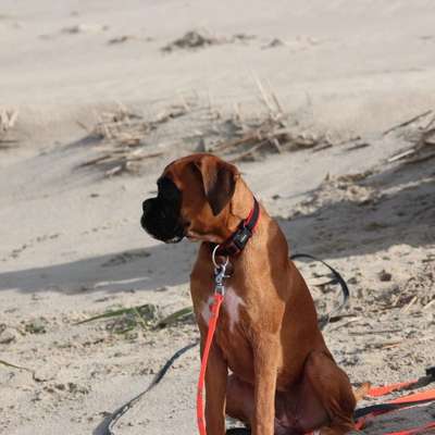 Die Dogorama Wochen Challenge-Beitrag-Bild