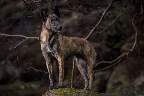 Die Dogorama Kalender Challenge Titelbild-Beitrag-Bild