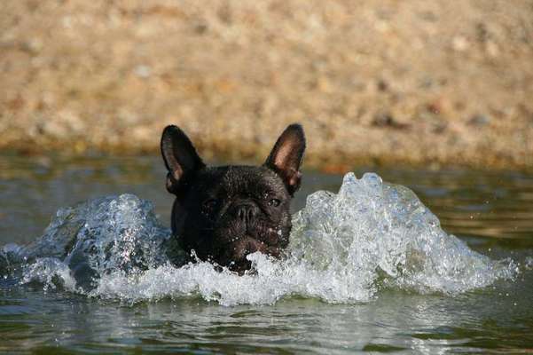 Hund zum Schwimmen bringen-Beitrag-Bild