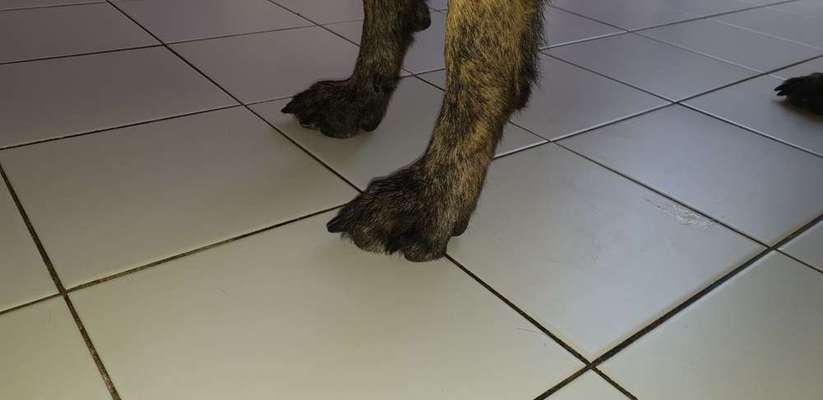 Krallen Schneiden-Beitrag-Bild