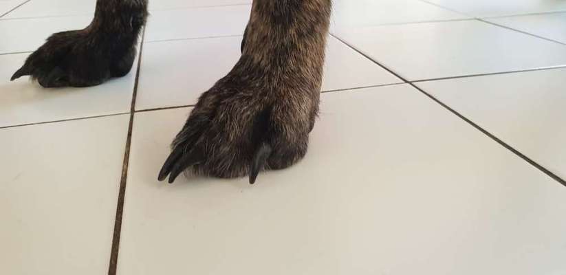 Krallen Schneiden-Beitrag-Bild