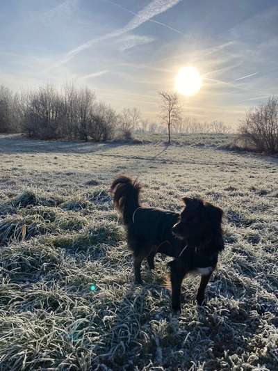 Hundekleidung - Top oder Flop-Beitrag-Bild