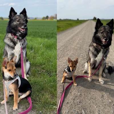 Hundetreffen-Hundetreff Barsinghausen-Bild
