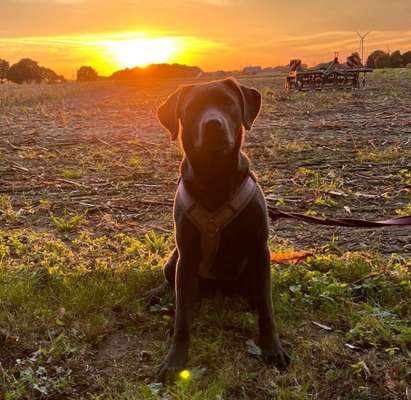 Hundetreffen-Spielerunde und gassirunde-Bild