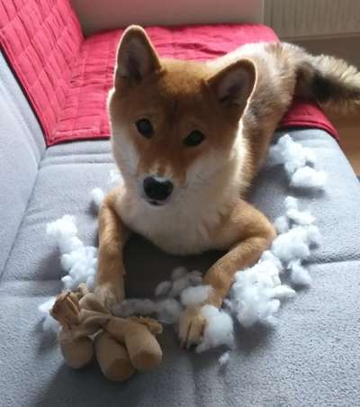 CHALLENGE NR. 19 - Der Hundeblick-Beitrag-Bild