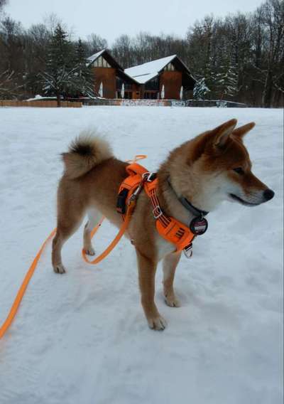 Nordische Hunde-Beitrag-Bild