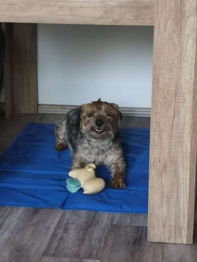 Dogorama Photo Challenge - Einmal lächeln bitte-Beitrag-Bild