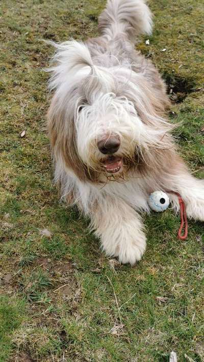 Dogorama Photo Challenge - Einmal lächeln bitte-Beitrag-Bild