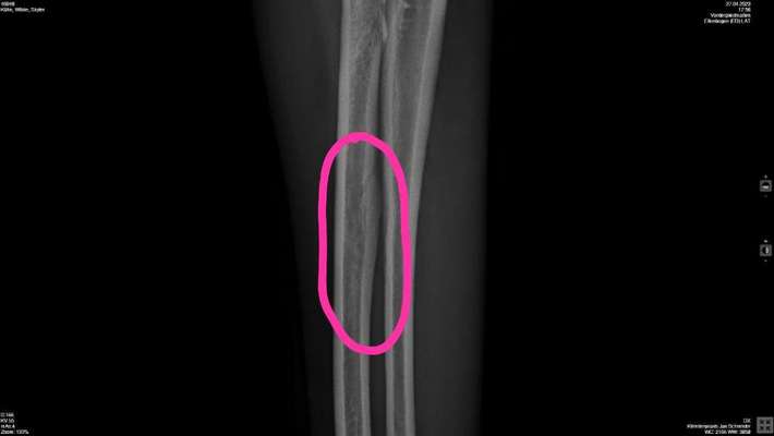 Hund humpelt-Beitrag-Bild