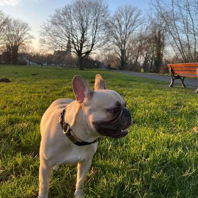 Hundetreffen-Sozial Walk in Bad Homburg-Bild