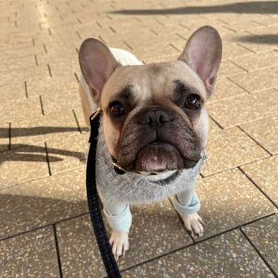 Hundetreffen-Gegenseitige Hunde Betreuung-Bild