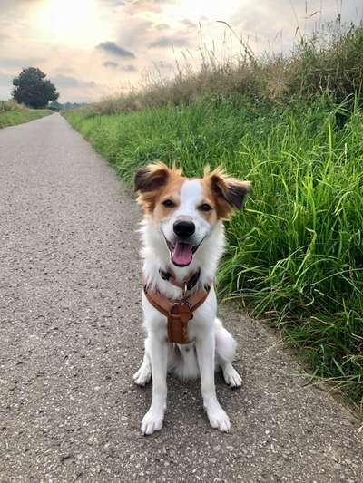 Seltene Rassen!-Beitrag-Bild