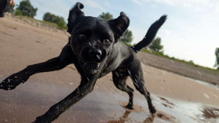 Patterdale Terrier-Beitrag-Bild