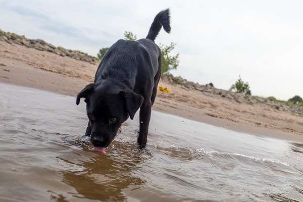 Patterdale Terrier-Beitrag-Bild