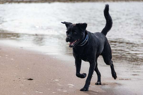 Patterdale Terrier-Beitrag-Bild