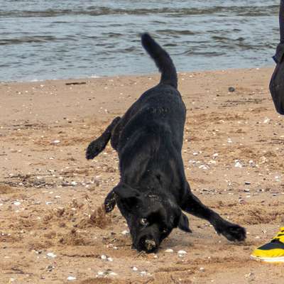 Patterdale Terrier-Beitrag-Bild