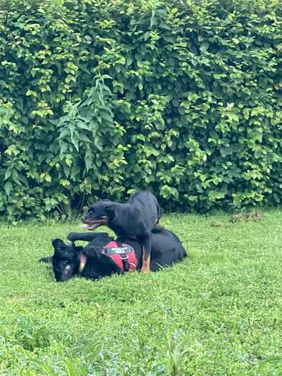 Bester Freund, Hundekumpel - zeigt her!-Beitrag-Bild