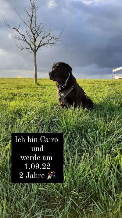 Tipps, Tricks, Klatsch und Tratsch über den Labrador-Beitrag-Bild