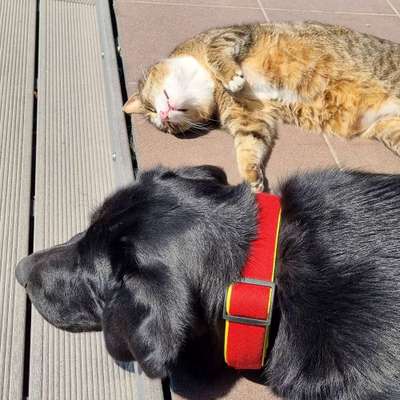 Tipps, Tricks, Klatsch und Tratsch über den Labrador-Beitrag-Bild