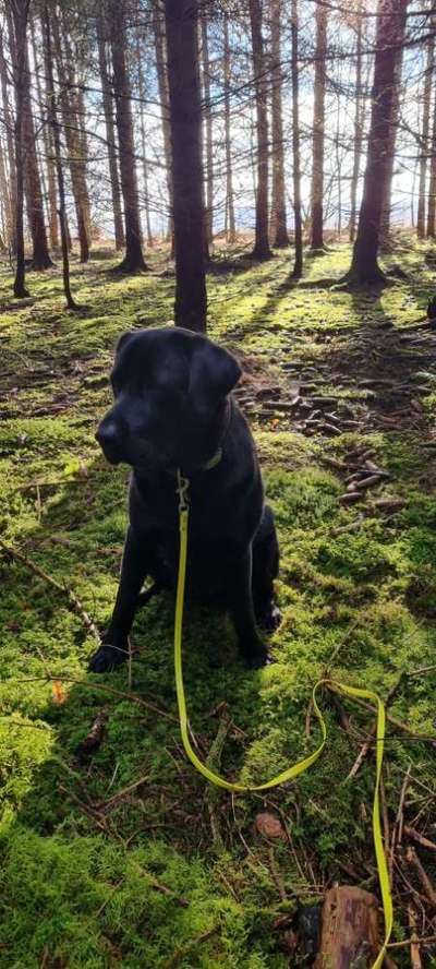 Dogorama Photo Challenge - Märchenwald-Beitrag-Bild