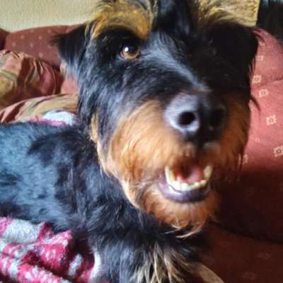 Wie kamst du zu deinem Hund?-Beitrag-Bild