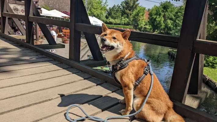 Dogorama Photo Challenge - Brücken-Beitrag-Bild