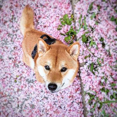 Fotochallenge Nr 96.: Bunt, Bunter, Hund 💐🌹🍁-Beitrag-Bild