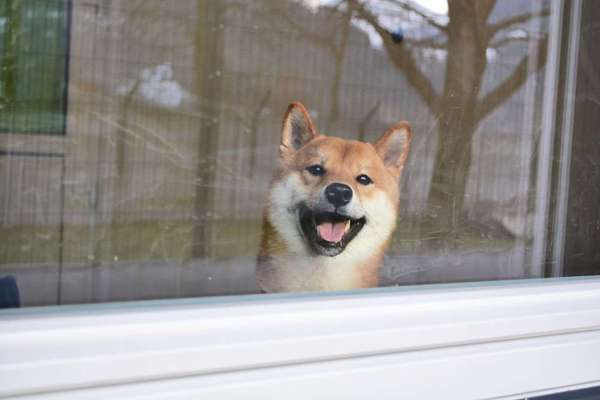 Dogorama Photo Challenge - Einmal lächeln bitte-Beitrag-Bild