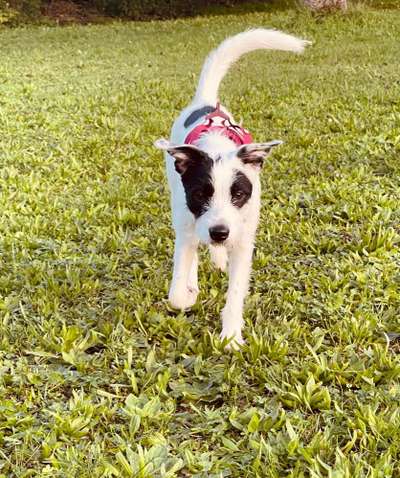 Gibt's hier noch mehr Border Collies???-Beitrag-Bild