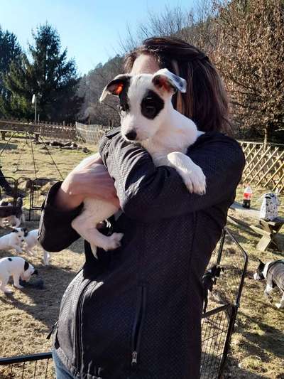 Mischlingshunde Foto Aufruf-Beitrag-Bild