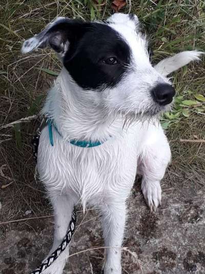 Mischlinge raten - Rätselspaß-Beitrag-Bild