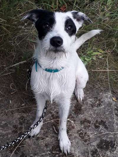 Mischlingshunde Foto Aufruf-Beitrag-Bild