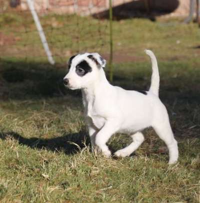 Mischlinge raten - Rätselspaß-Beitrag-Bild