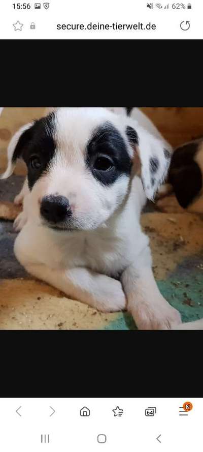 Das erste Bild eures Hundes-Beitrag-Bild