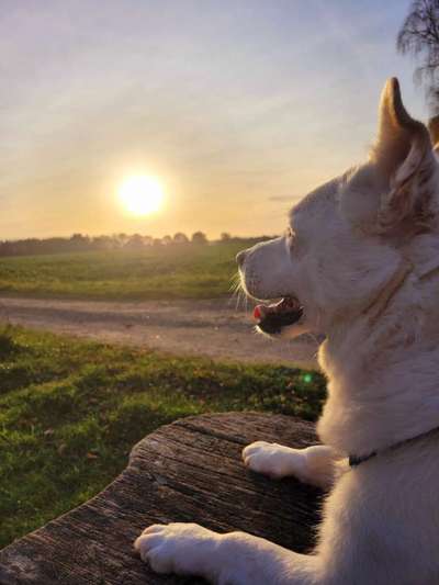 Hundetreffen-Gemütliches Spazieren gehen-Bild